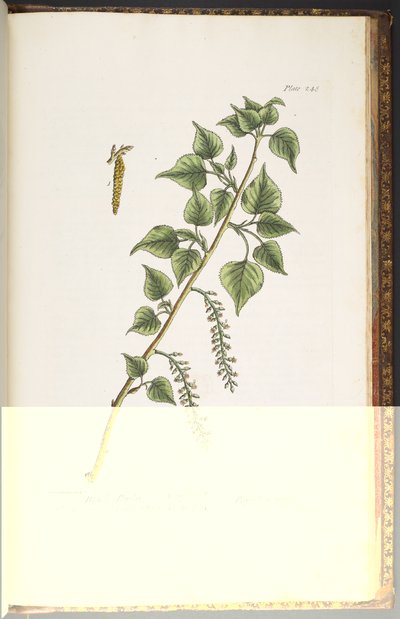 Levy 248, "A Curious Herbal" tekijältä Elizabeth Blackwell