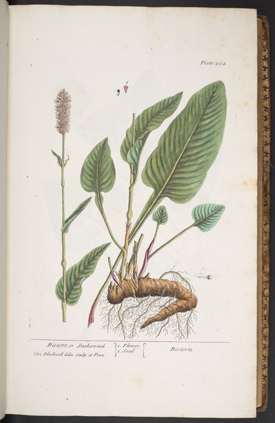 Levy 254, "A Curious Herbal" tekijältä Elizabeth Blackwell