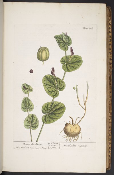 Levy 256, "A Curious Herbal" tekijältä Elizabeth Blackwell