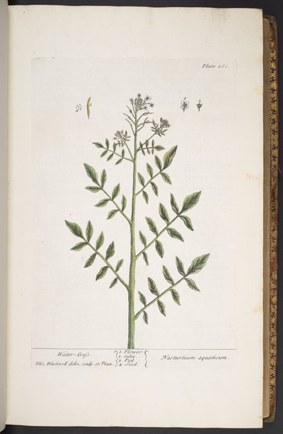 Levy 260, "A Curious Herbal" tekijältä Elizabeth Blackwell