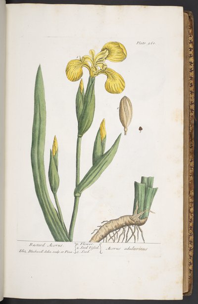 Levy 261, "A Curious Herbal" tekijältä Elizabeth Blackwell