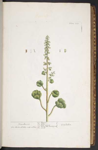 Levy 263, "A Curious Herbal" tekijältä Elizabeth Blackwell