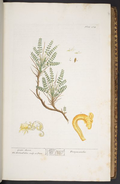 Levy 264, "A Curious Herbal" tekijältä Elizabeth Blackwell