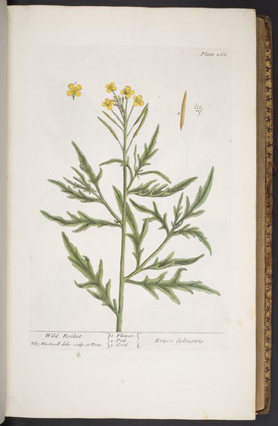 Levy 266, "A Curious Herbal" tekijältä Elizabeth Blackwell