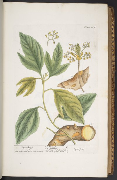 Levy 267, "A Curious Herbal" tekijältä Elizabeth Blackwell