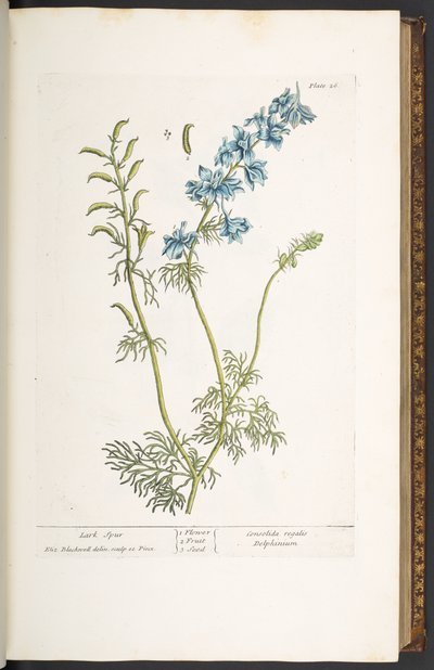 Levy 26, Lark Spur, "A Curious Herbal" tekijältä Elizabeth Blackwell