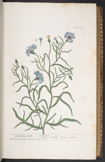 Lauta 270, pieni sininen pullo, "A Curious Herbal" tekijältä Elizabeth Blackwell