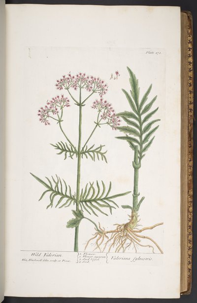 Levy 271, "A Curious Herbal" tekijältä Elizabeth Blackwell