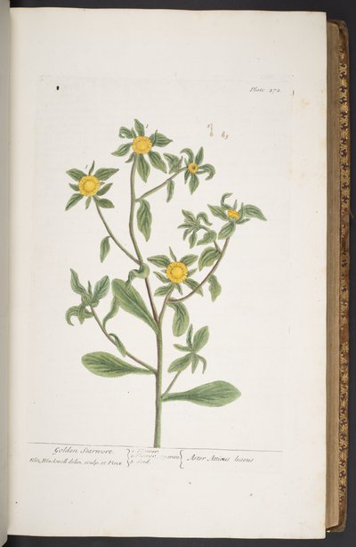 Levy 272, "A Curious Herbal" tekijältä Elizabeth Blackwell