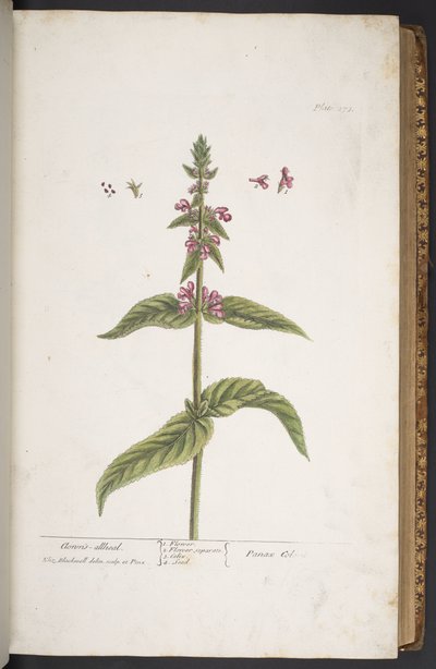 Levy 273, "A Curious Herbal" tekijältä Elizabeth Blackwell