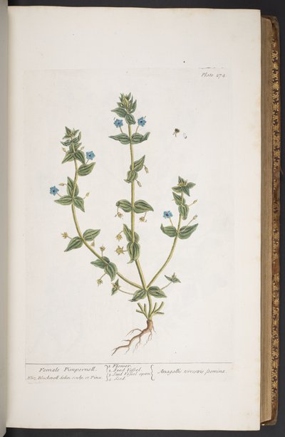 Levy 274, "A Curious Herbal" tekijältä Elizabeth Blackwell