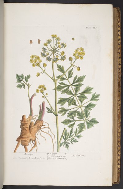 Levy 275, "A Curious Herbal" tekijältä Elizabeth Blackwell