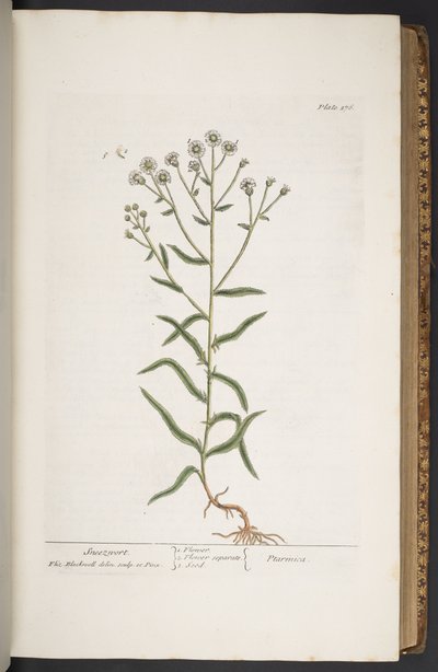 Levy 276, "A Curious Herbal" tekijältä Elizabeth Blackwell