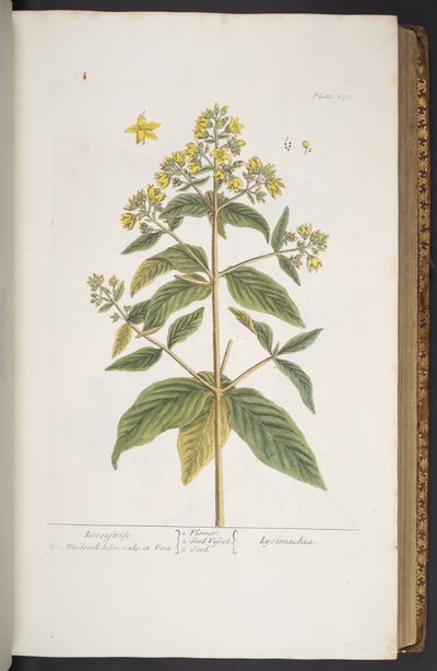Levy 278, "A Curious Herbal" tekijältä Elizabeth Blackwell