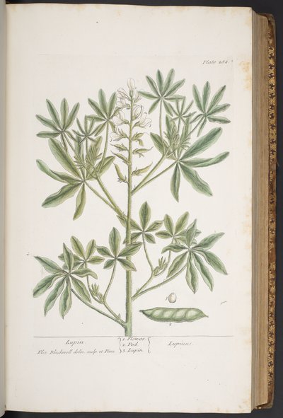 Levy 282, "A Curious Herbal" tekijältä Elizabeth Blackwell