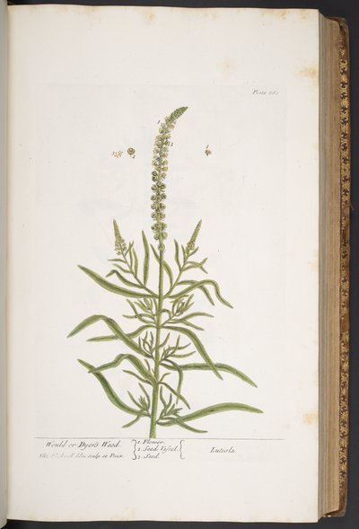 Levy 283, "A Curious Herbal" tekijältä Elizabeth Blackwell