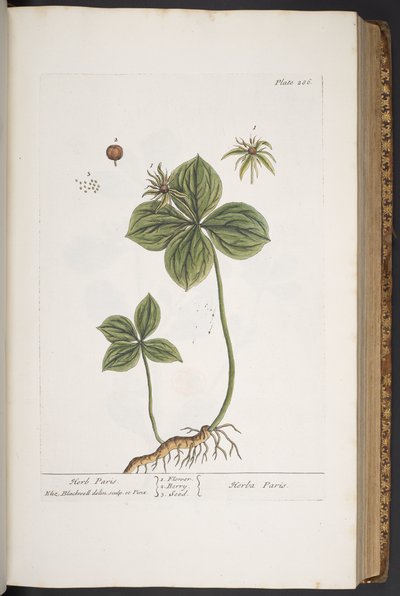 Levy 286, "A Curious Herbal" tekijältä Elizabeth Blackwell