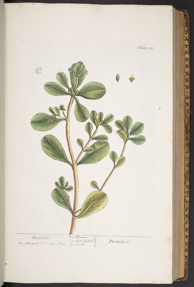 Levy 287, "A Curious Herbal" tekijältä Elizabeth Blackwell