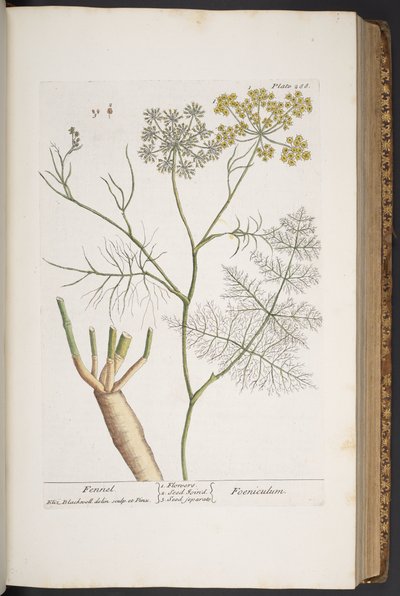 Levy 288, "A Curious Herbal" tekijältä Elizabeth Blackwell