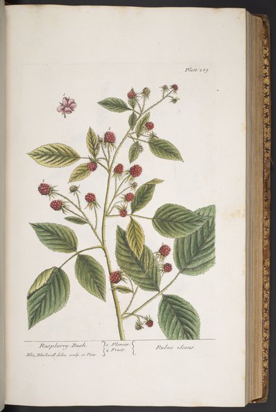 Levy 289, "A Curious Herbal" tekijältä Elizabeth Blackwell