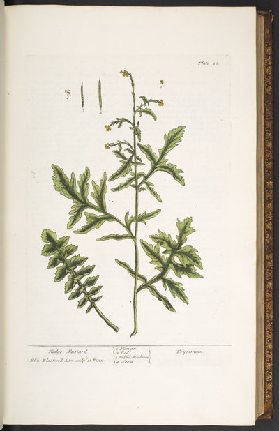Levy 28, Hedge Sinappi, "A Curious Herbal" tekijältä Elizabeth Blackwell