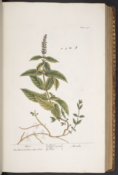 Levy 290, "A Curious Herbal" tekijältä Elizabeth Blackwell