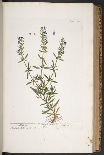 Levy 296, "A Curious Herbal" tekijältä Elizabeth Blackwell