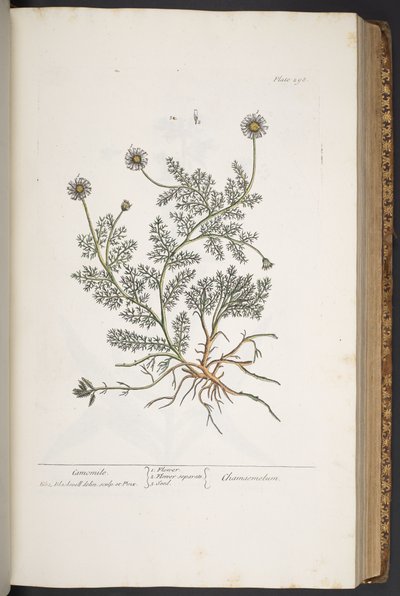 Levy 298, "A Curious Herbal" tekijältä Elizabeth Blackwell