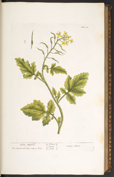 Lauta 29, White Sinappi, "A Curious Herbal" tekijältä Elizabeth Blackwell