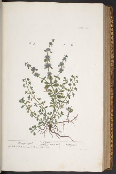 Levy 302, "A Curious Herbal" tekijältä Elizabeth Blackwell