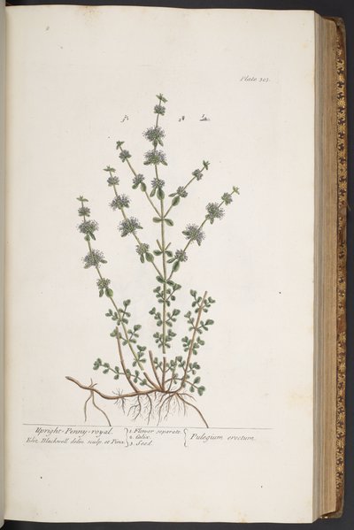 Levy 303, "A Curious Herbal" tekijältä Elizabeth Blackwell