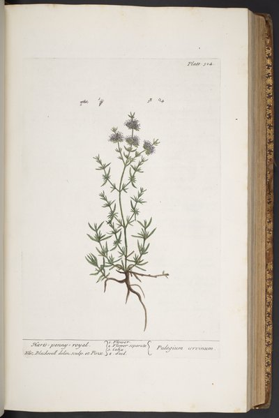 Levy 304, "A Curious Herbal" tekijältä Elizabeth Blackwell