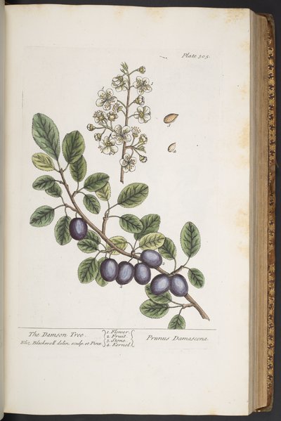 Levy 305, "A Curious Herbal" tekijältä Elizabeth Blackwell