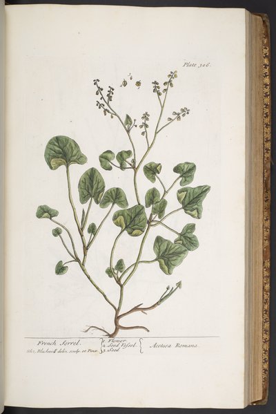Levy 306, "A Curious Herbal" tekijältä Elizabeth Blackwell
