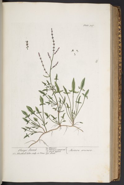 Levy 307, "A Curious Herbal" tekijältä Elizabeth Blackwell