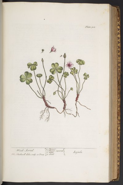 Levy 308, "A Curious Herbal" tekijältä Elizabeth Blackwell