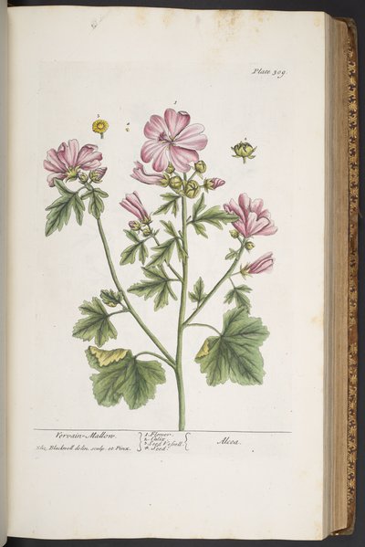 Levy 309, "A Curious Herbal" tekijältä Elizabeth Blackwell