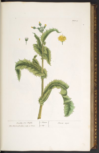 Levy 30, Prickly Son Thistle, "A Curious Herbal" tekijältä Elizabeth Blackwell
