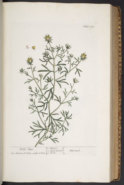 Levy 310, "A Curious Herbal" tekijältä Elizabeth Blackwell