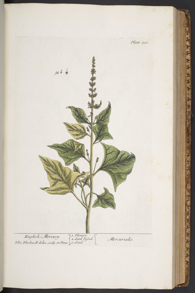 Làmina 311, de "Una herba curiosa" finlandesa tekijältä Elizabeth Blackwell