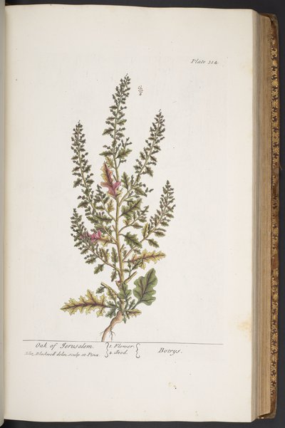 Levy 314, "A Curious Herbal" tekijältä Elizabeth Blackwell