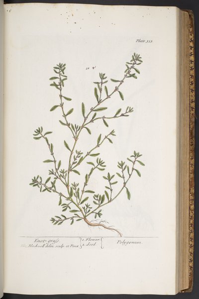 Levy 315, "A Curious Herbal" tekijältä Elizabeth Blackwell
