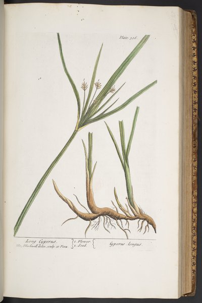Levy 316, "A Curious Herbal" tekijältä Elizabeth Blackwell