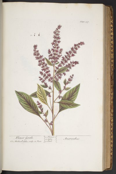 Lauta 317, Flower Gentle tai Amaranthus, "A Curious Herbal" tekijältä Elizabeth Blackwell
