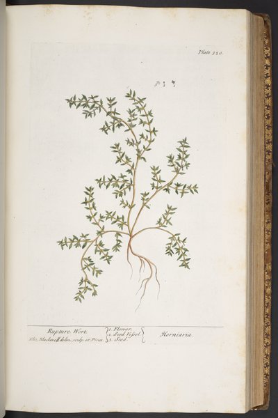 Levy 320, "A Curious Herbal" tekijältä Elizabeth Blackwell