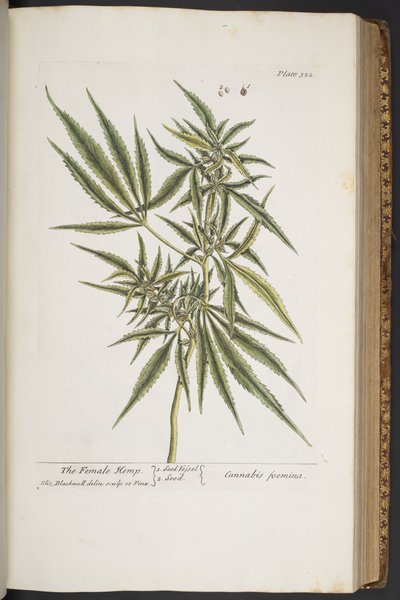 Levy 322, Naarashamppu, "A Curious Herbal" tekijältä Elizabeth Blackwell