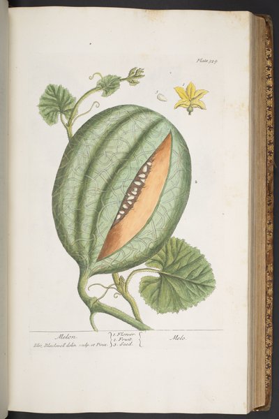 Levy 329, "A Curious Herbal" tekijältä Elizabeth Blackwell
