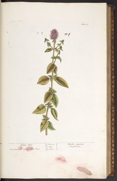 Lauta 32, vesiminttu, "A Curious Herbal" tekijältä Elizabeth Blackwell
