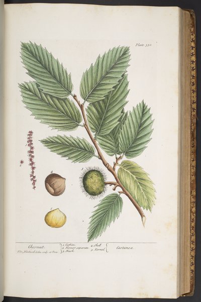 Levy 330, "A Curious Herbal" tekijältä Elizabeth Blackwell