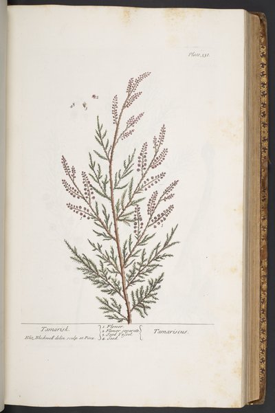 Levy 331, "Utelias yrtti" tekijältä Elizabeth Blackwell